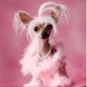 Meet your Posher, J.